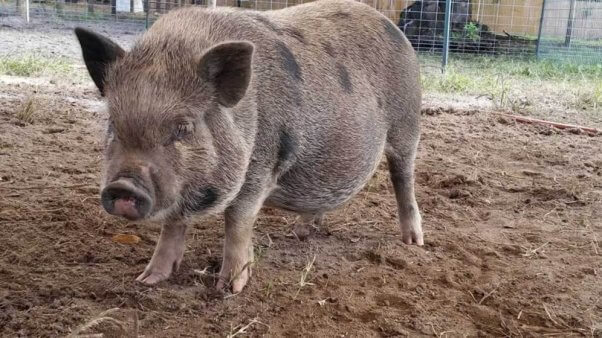 Pig rescued from Darlynn's Darlins by PETA