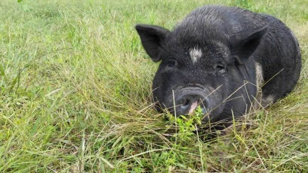 Pig rescued from Darlynn's Darlins by PETA