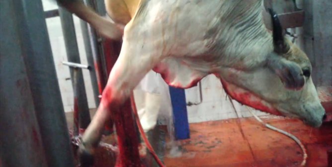 Historic Victory: Following Israel’s Example, U.S. Kosher Authority Bans ‘Shackle and Hoist’ Slaughter