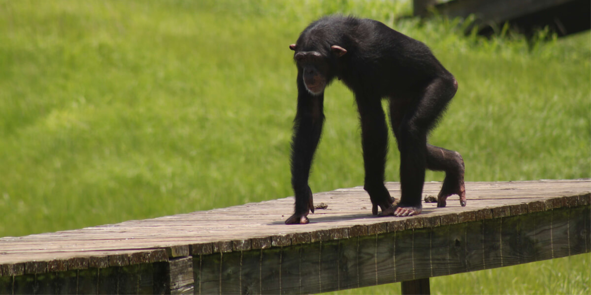 PETA Rescues Remaining Chimpanzees at Missouri Primate Foundation
