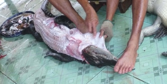 crocodile being skinned