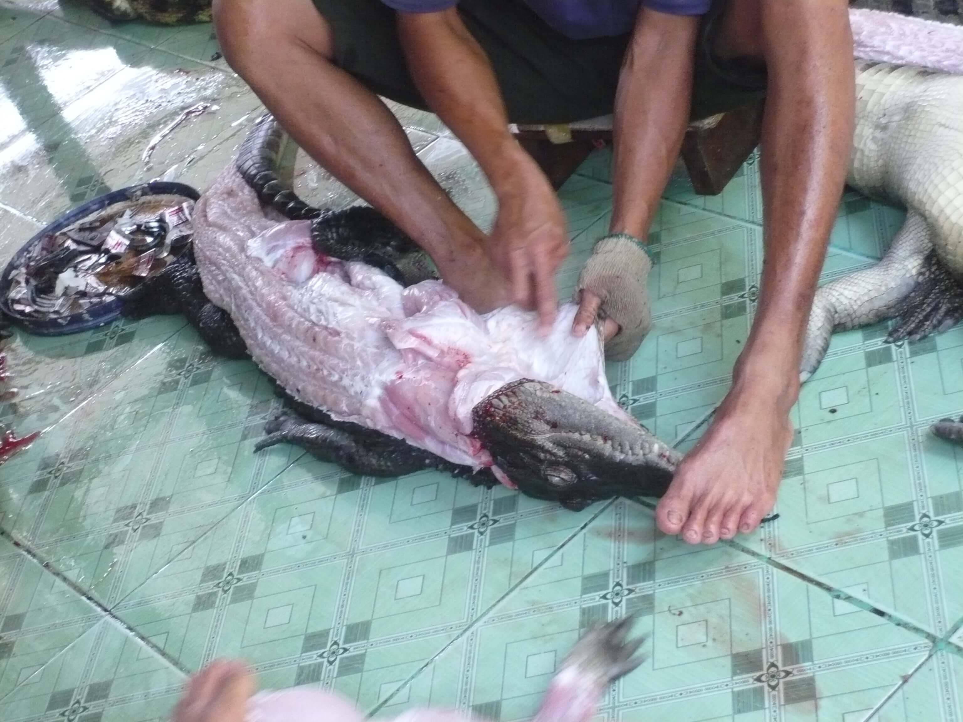 crocodile being skinned