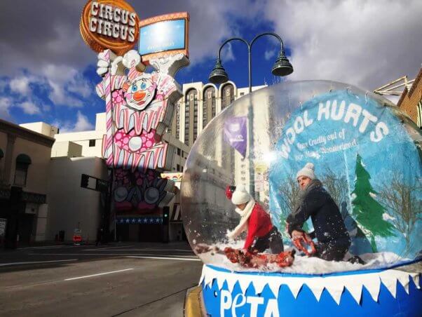 PETA anti-wool snow globe demo in Reno, NV