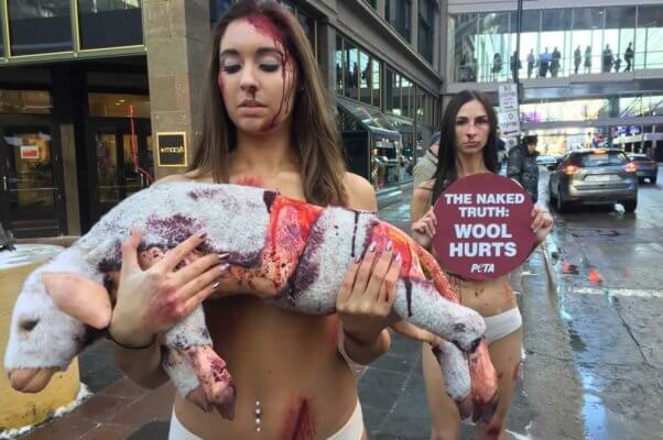 PETA anti-wool protest in Milwaukee