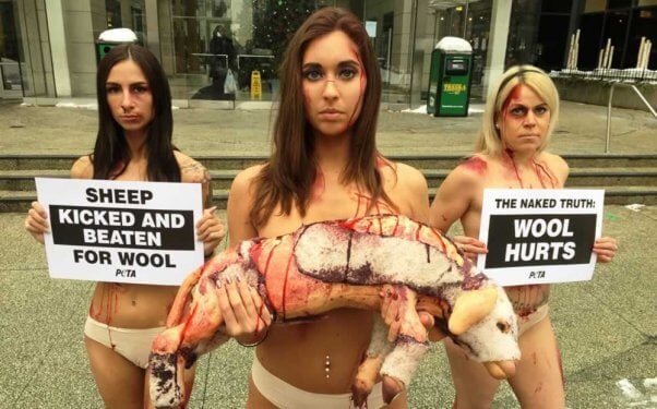 PETA anti-wool protest in Milwaukee