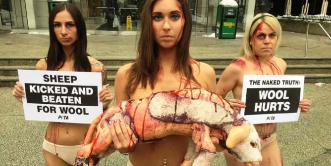 PETA anti-wool protest in Milwaukee