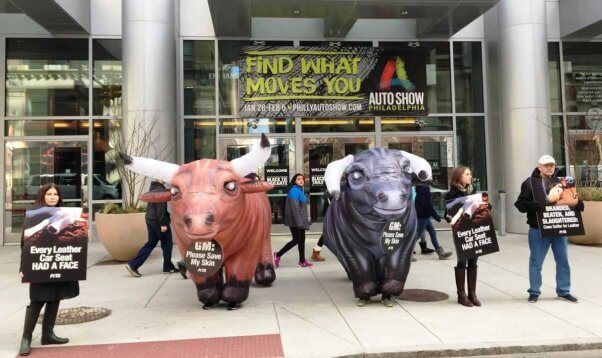 Two inflatable bulls flanked by protesters holding anti-leather signs