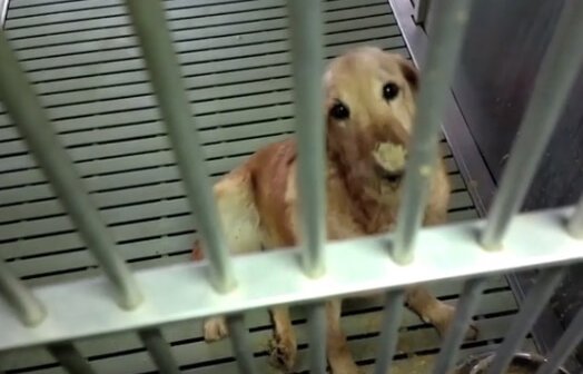 texas a&m under investigation for treatment of dogs in lab