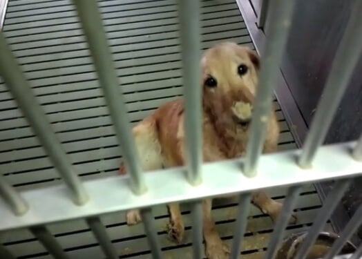 texas a&m under investigation for treatment of dogs in lab