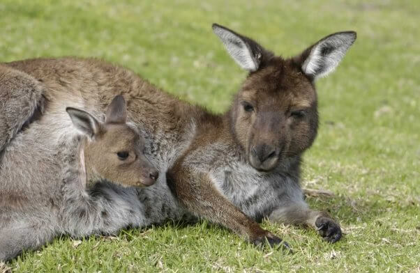 Kangaroo with joey in pouch