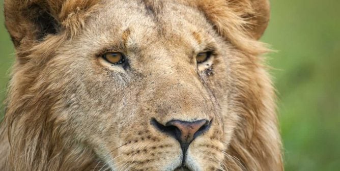 Close-up of lion in the wild