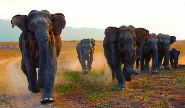 Herd of Asian elephants