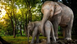 Asian elephant with baby