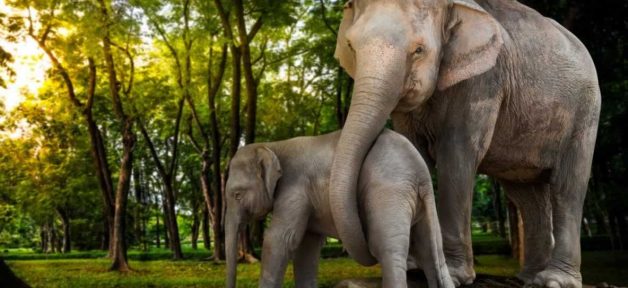 Asian elephant with baby