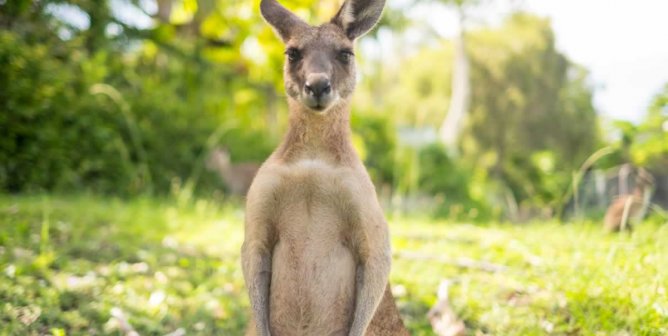 Kangaroo looking at camera
