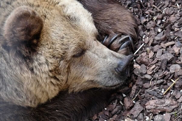 Sleeping bear