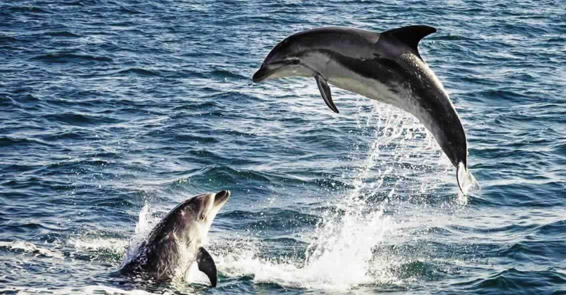 Wild dolphins leaping
