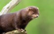 American mink