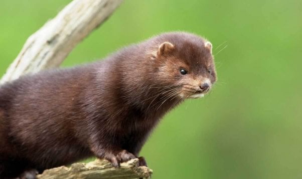 American mink