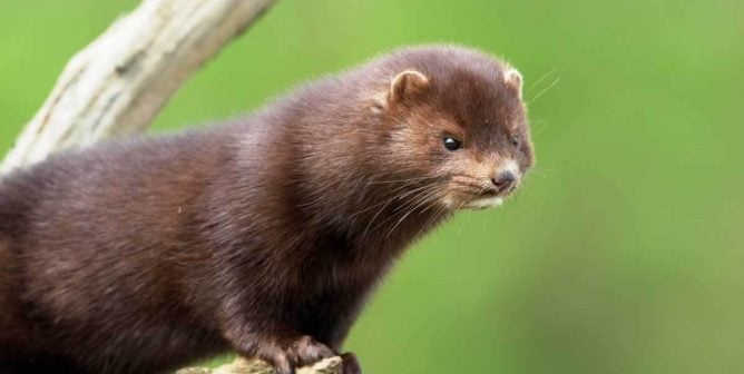 American mink