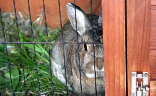 Conejo en refugio de animales