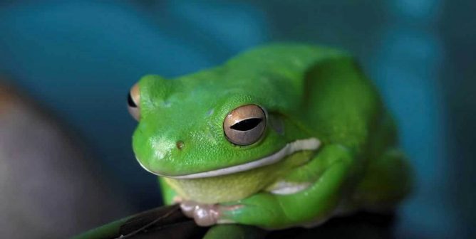 Cute green frog