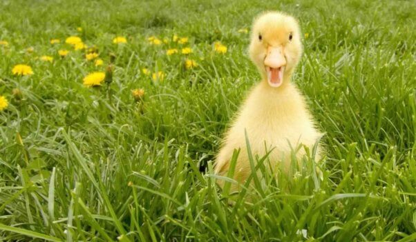 Cute happy duckling