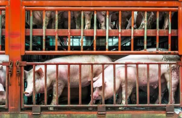 Pigs on truck headed to slaighterhouse