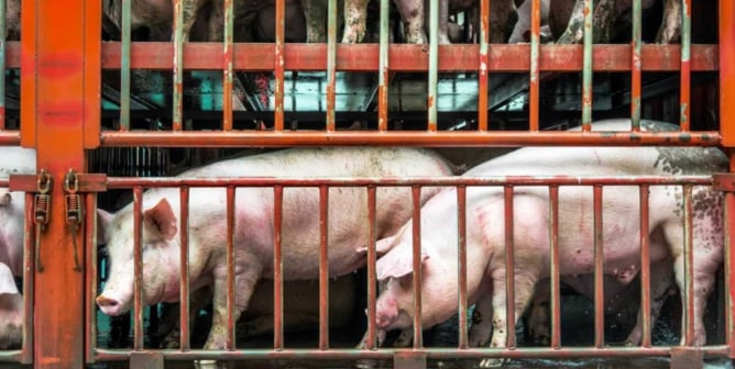 Pigs on truck headed to slaighterhouse