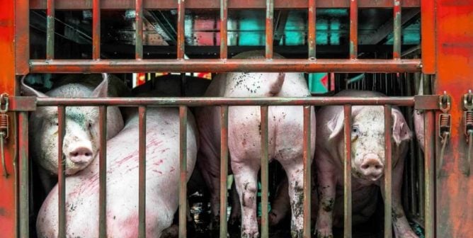 Pigs on truck headed to slaughterhouse
