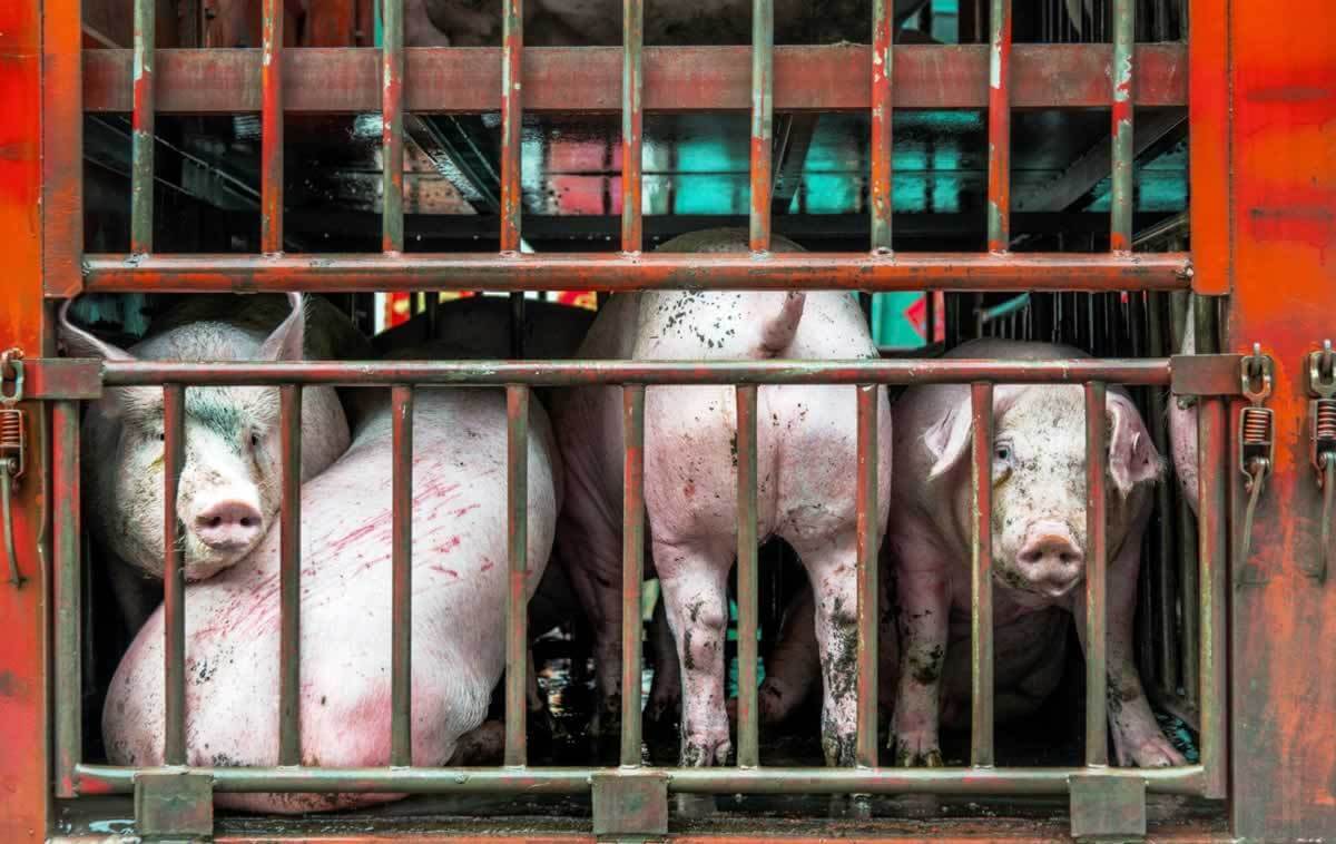 Pigs on truck headed to slaughterhouse