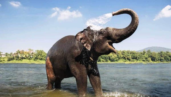Happy Asian elephant in water