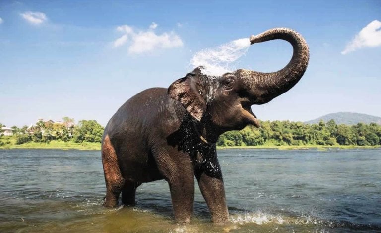 Happy Asian elephant in water