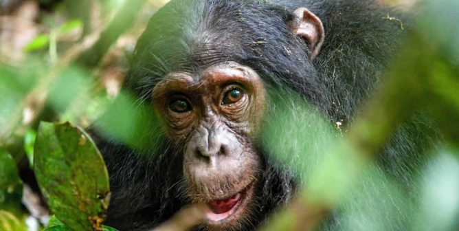 Close-up of chimpanzee in wild