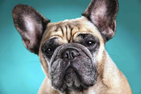 Close-up of French bulldog