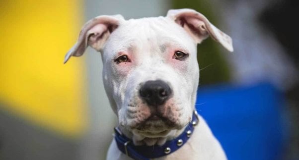 White pit bull portrait