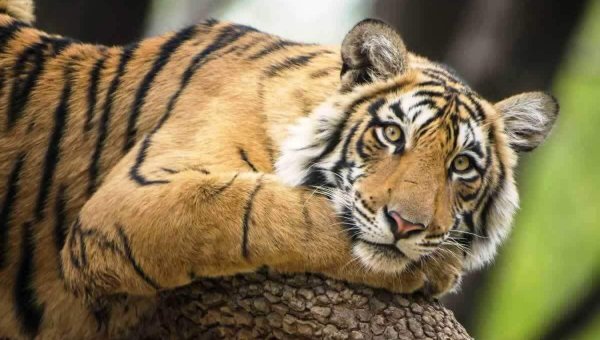 Tiger in the wild