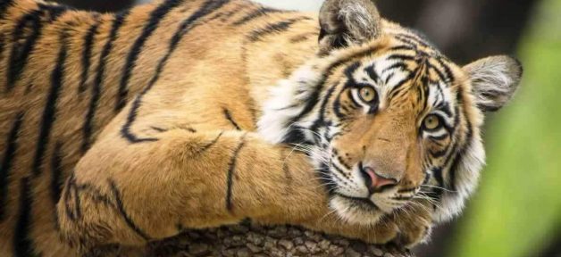 Tiger in the wild