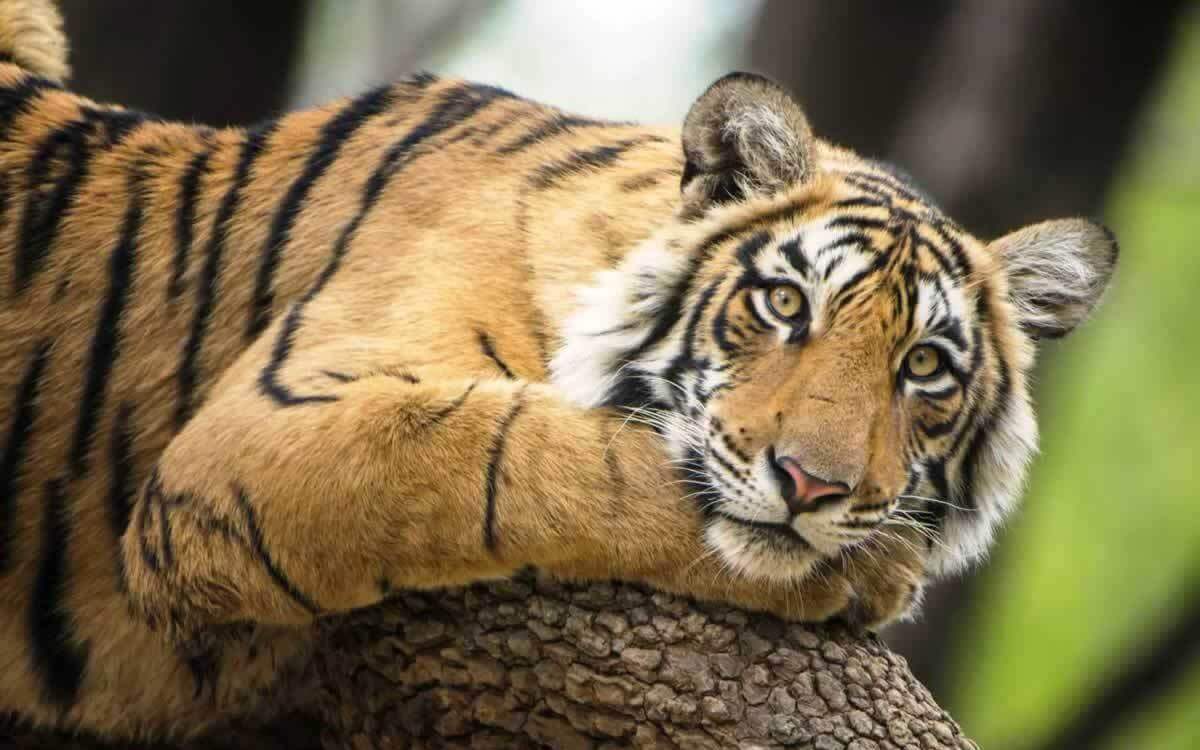 Latin American Citizens Unite Against Animal Circus | PETA Latin American Citizens Unite Against Animal Circus | PETA