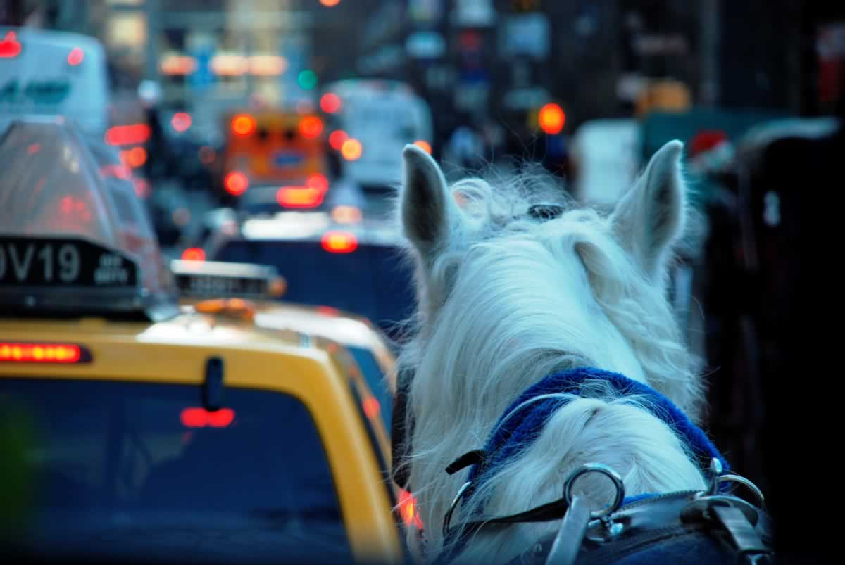 Back of horse's head in a New York traffic jam