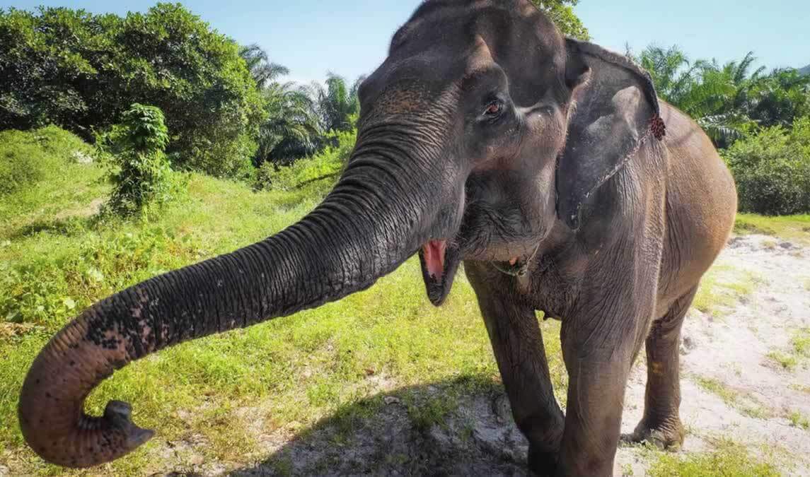 Asian elephant in the wild