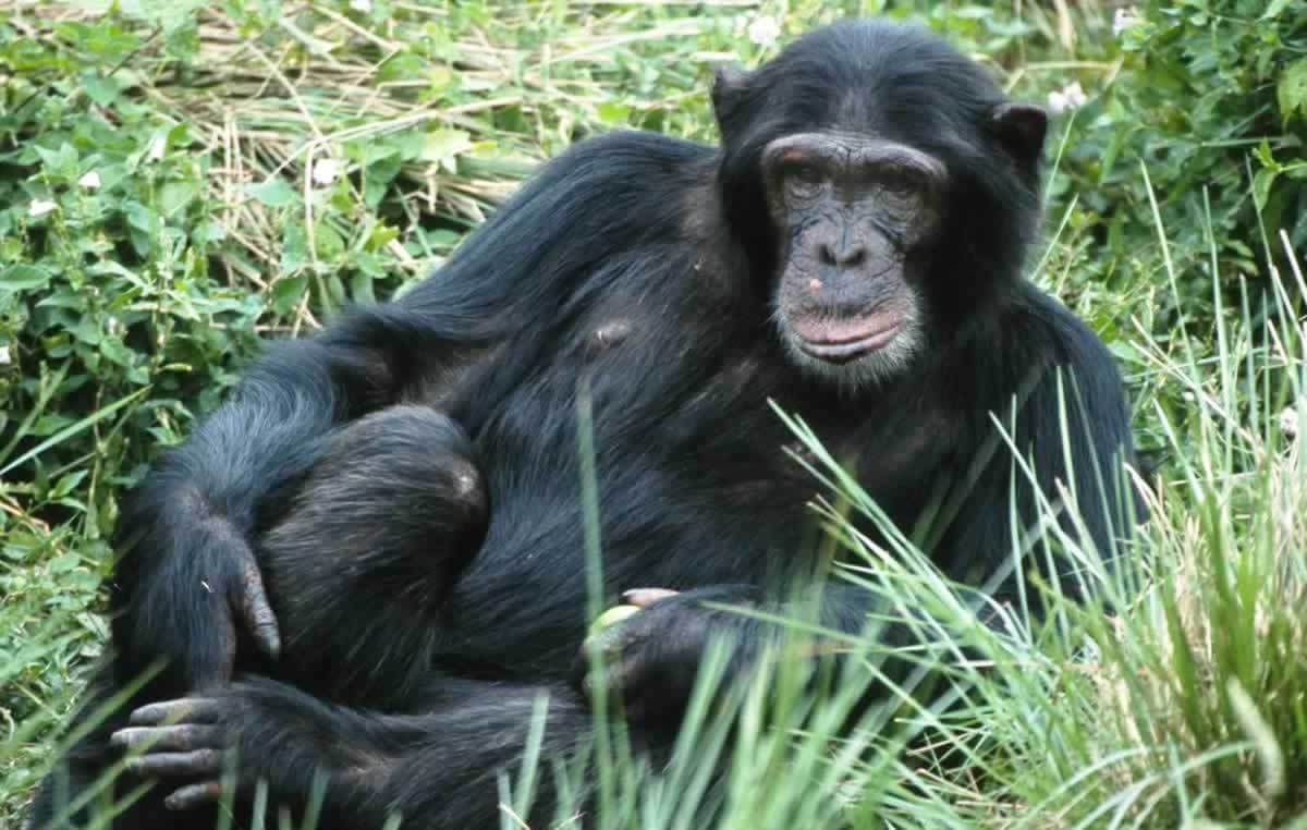 Chimpanzee in the wild