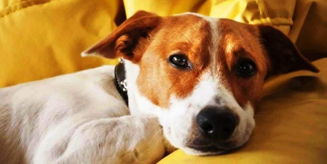 Brown-and-white dog on yellow couch