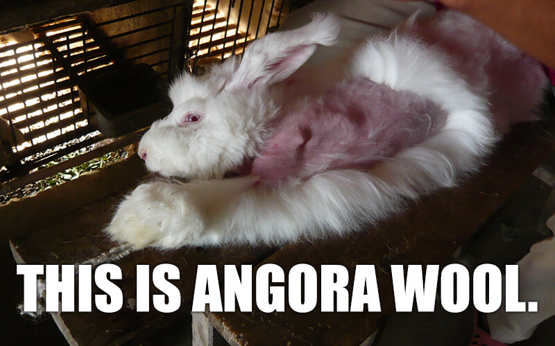 rabbit with fur ripped from body