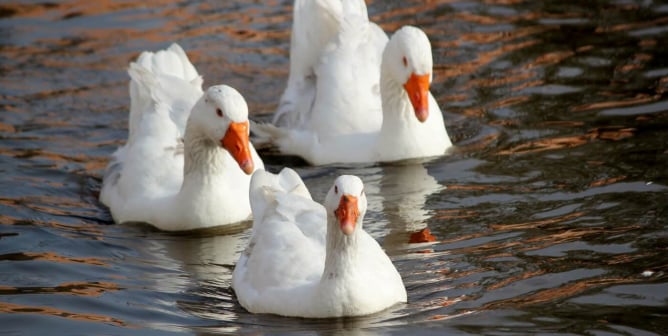 Three white geese in water