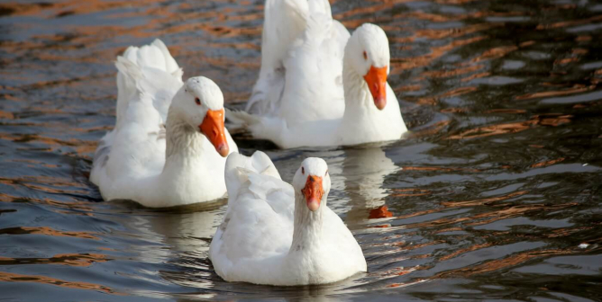 Wyndham Hotels & Resorts Wins National Award From PETA for Saying NO to Down