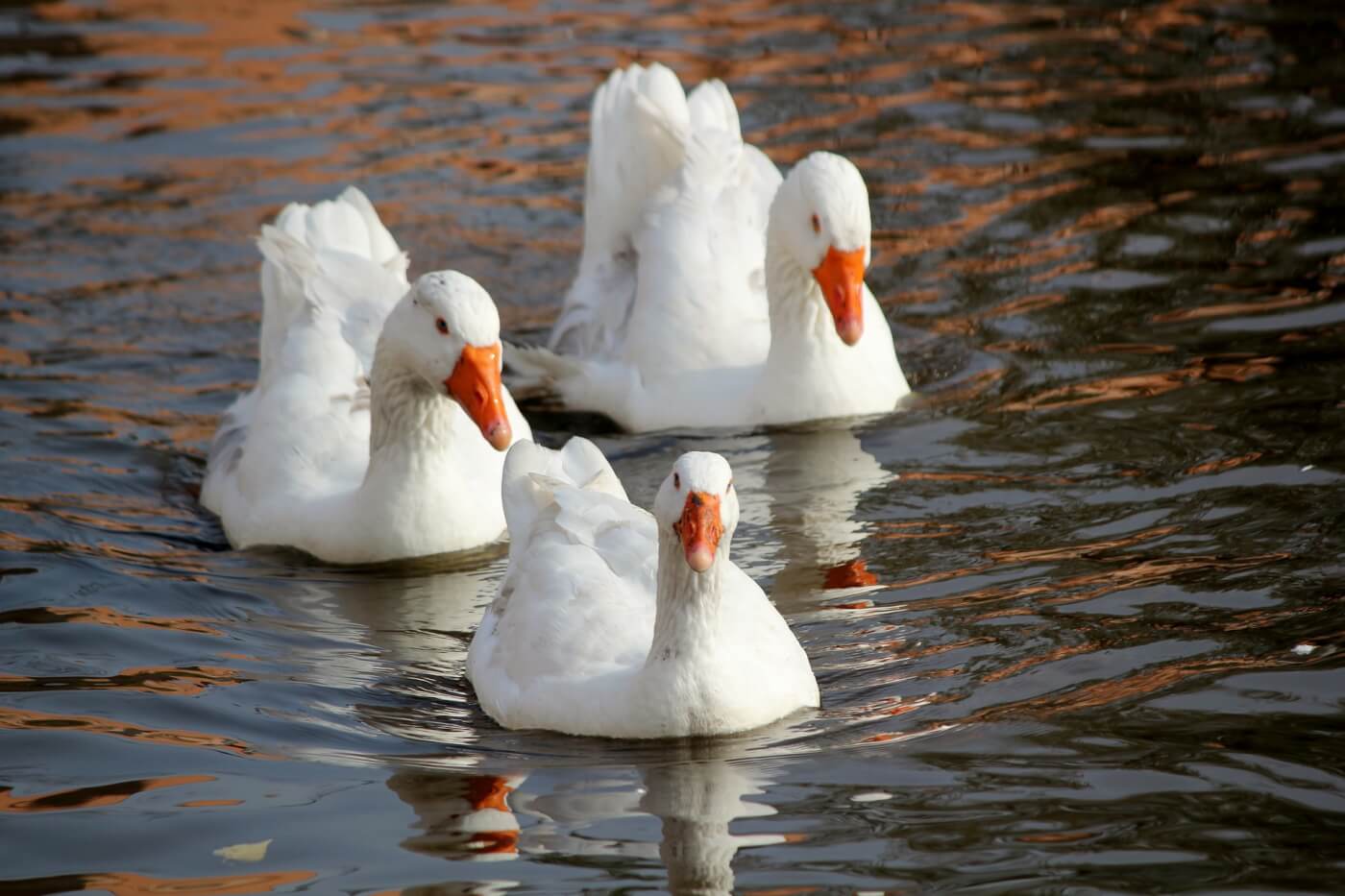 Three white geese in water