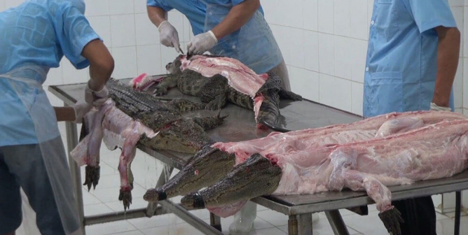 crocodiles killed for their skin