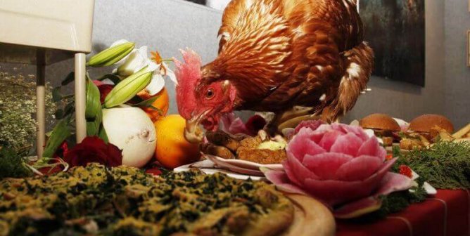 Cherry, a chicken rescued by PETA Asia, enjoying a Year of the Chicken feast.