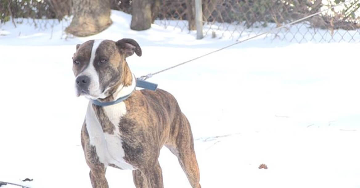 Cold Dog (Version 1) 0:30